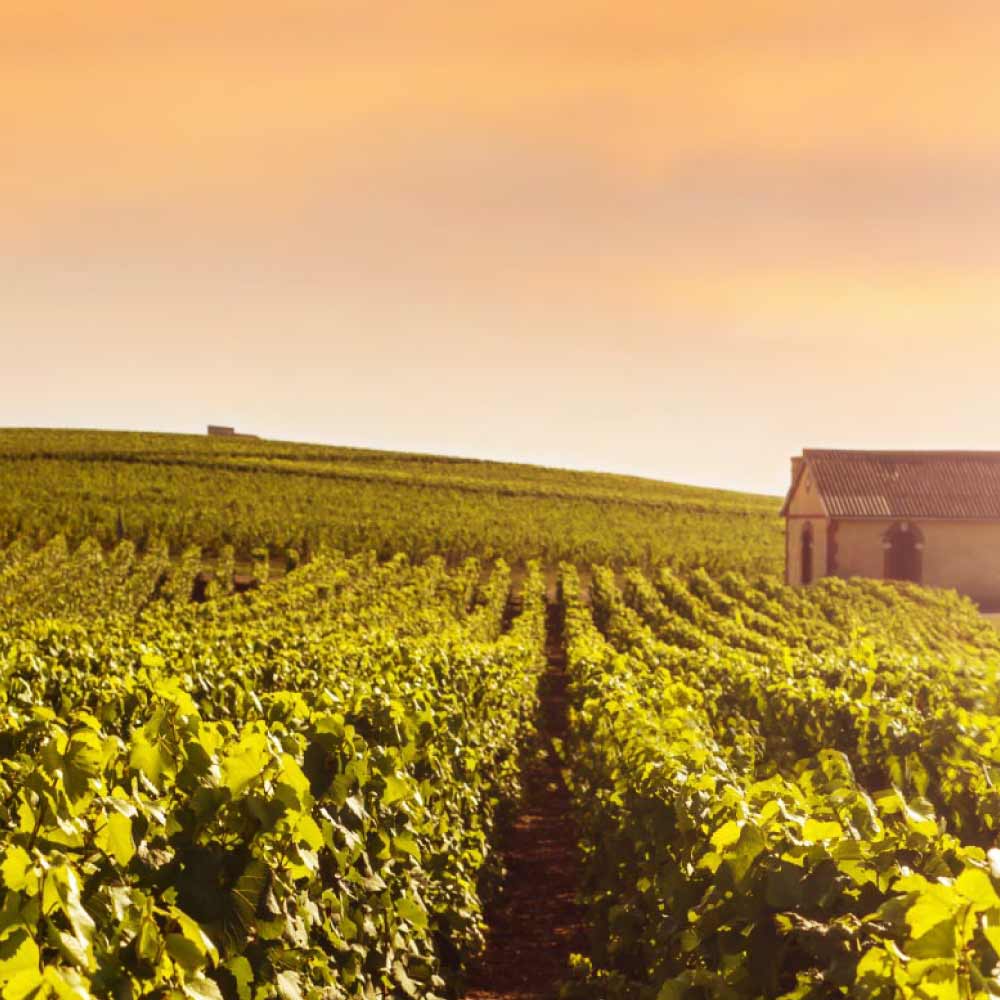 champagne vineyard in a sunset setting